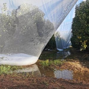 Primary producers in the Yarra Ranges eligible for hailstorm damage loans