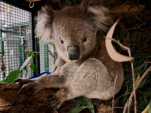 Sick koala receiving care