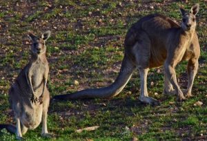 “Our fears have been realised:” Just over a third of Kinley Kangaroos survive relocation