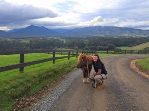 A pet registration reminder from Max the missing pony