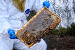 Keeping Varroa mite out of Victoria