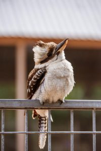 A local guide to an Aussie symphony