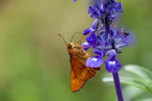 Bombshell research findings with Bio Blitz Competition