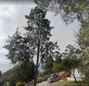 Hazardous tree to be removed for Chirnside Park