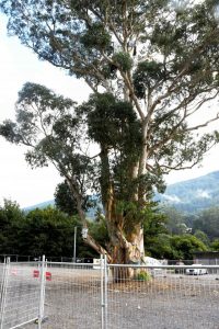 Break down of Warburton Tree costs