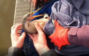 Native bird rescued in Lilydale after catching deadly plastic fish