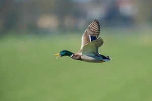 Vic inquiry calls for recreational duck shooting ban