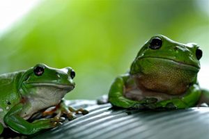 ‘Ribbiting’ frog talk for gardeners