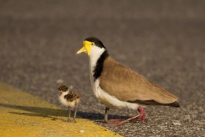 Plovers leave local in fear this swooping season