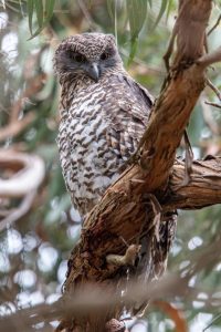Powerful owls hit by rat poison