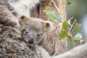 Joey joy at Healesville Sanctuary