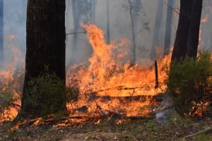Forest Fire Management Victoria bolstered ahead of potentially fiery summer