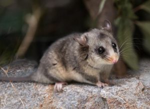 Help track Pigmy Possum food source as they wake from hibernation
