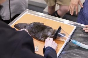 Platypus blood draw goes swimmingly