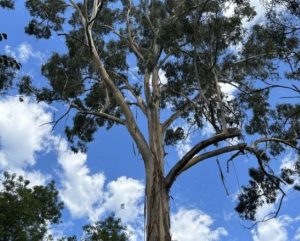 Walling’s white gum makes nominee