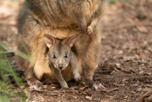 Pop goes the pademelon