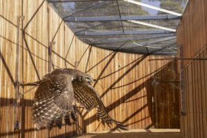 First test flights take place in Raptor Rehabilitation Centre