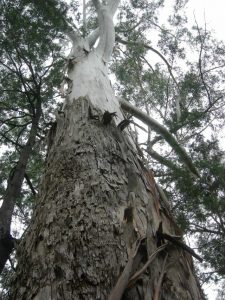 Dunn’s white gum misses top spot