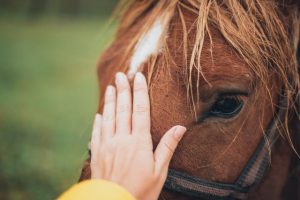 Major horse seizure highlights RSPCA’s continued concerns on cruelty