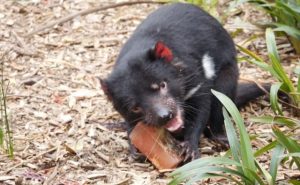 Cheeky Devils enjoy an icy treat