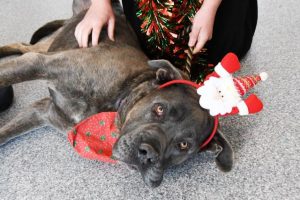RSPCA tips for keeping pets safe this Christmas