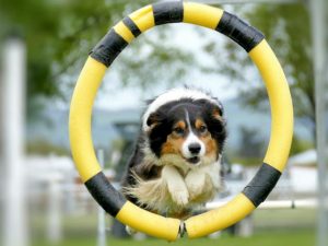 Damages awarded for discrimination against former Dogs Victoria committee member