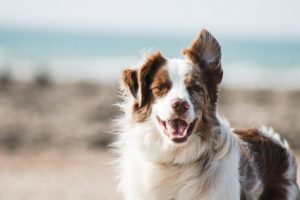 The rise of ‘fur babies’