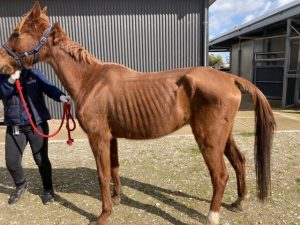 Rise in animal cruelty reports across Yarra Ranges