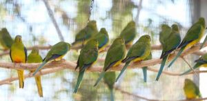 Critically endangered parrot chicks brighten Healesville Sanctuary