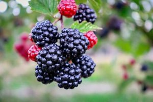 Blackberries, superfood or childhood memory?