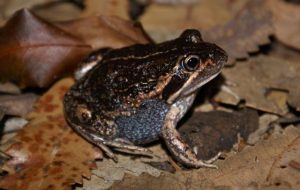 One million ribbits and going strong
