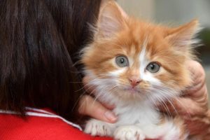 Cat desexing grants opened to help councils tackle overpopulation