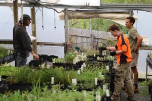 Candlebark Community Nursery on ‘dire straits’