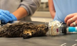 Clean bill of health for wild platypus snagged by fishhook