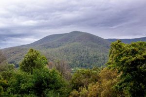 Saws down as state’s forest logging firm gets the chop