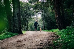 Notable rise in pet registration