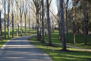 More trees coming to Yarra Ranges