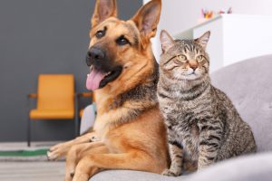 Residents with overdue pet regos can expect a visit in coming weeks