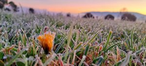 Icy mornings captured by residents