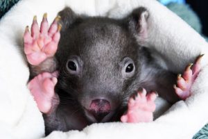 Yarra Ranges residents welcome to join a Wombat Webinar