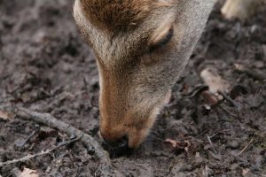 Estimates of the 2023 deer harvest show licensed hunters increasing in number