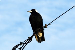 Pragmatic but fun, the humble magpie sings for many reasons