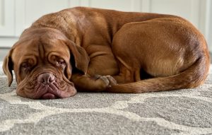 Heartbreaking search for George nears the month mark