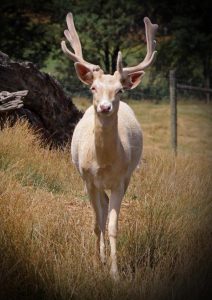 Go wild and visit the zoo