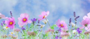 Spring has arrived