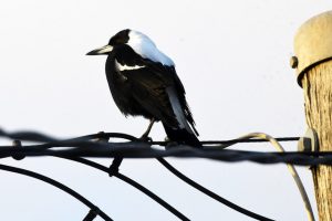 Biodiversity Blitz sees over 1000 entries from Yarra Ranges in days