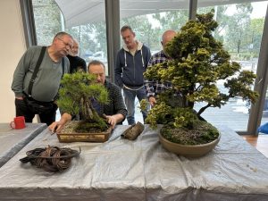 Annual Bonsai show returns to Chirnside Park