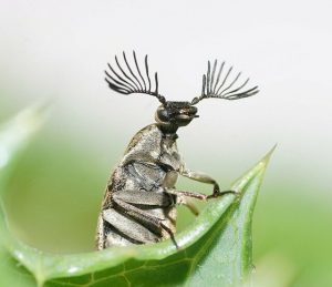 Yarra Ranges in top spot for Bio Blitz