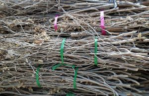 Bundled branch collections arriving soon