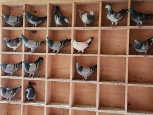 Pigeons fly for prostate cancer